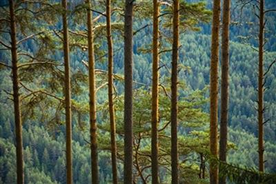 pine trees.jpg